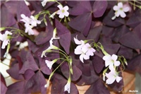 076e8b0e-IMG_7265 oxalis.jpg